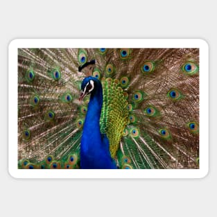 Peacock on Display Sticker